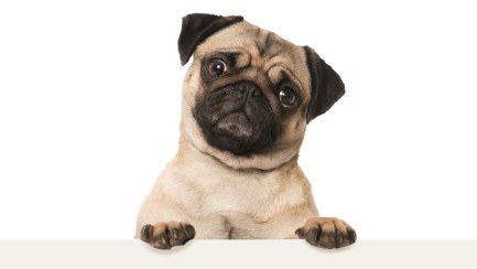 Do you have your PAWS on marketing success?