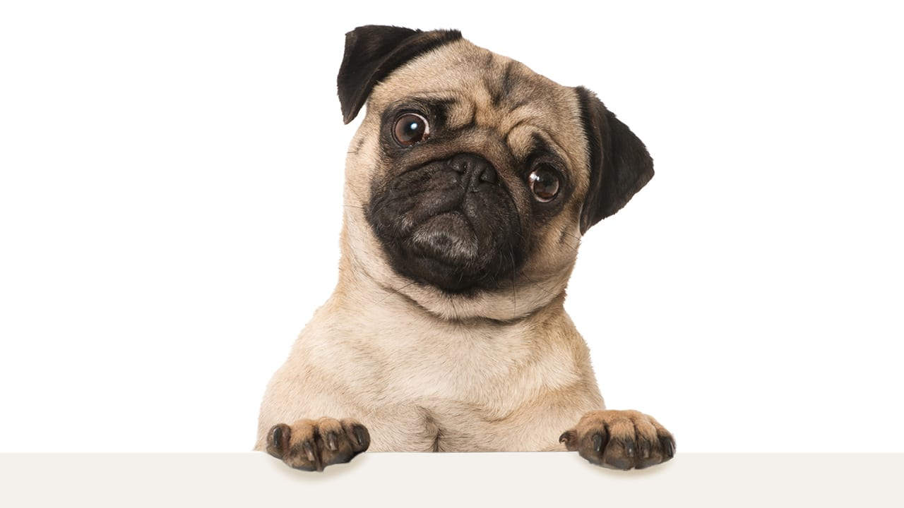 Do you have your PAWS on marketing success?
