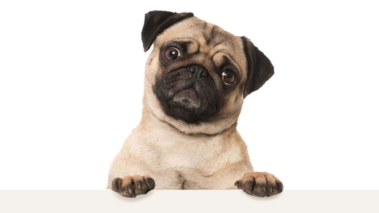 [gui_pre_title]Free resource[/gui_pre_title]Do you have your PAWS on marketing success?